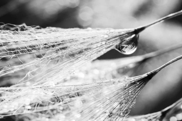 蒲公英的种子与自然背景上的水滴 — 图库照片
