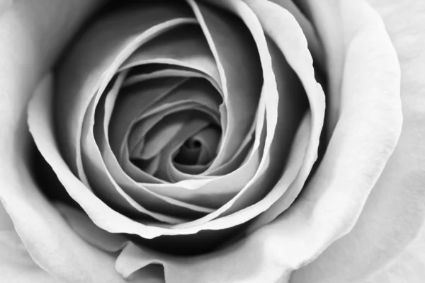 Schwarz-weiß, schöne, zarte Rosenblätter lizenzfreie Stockfotos