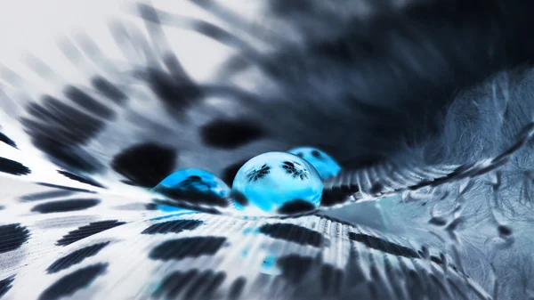 Piuma di gallina di Guinea con gocce d'acqua blu e sfondo grigio — Foto Stock