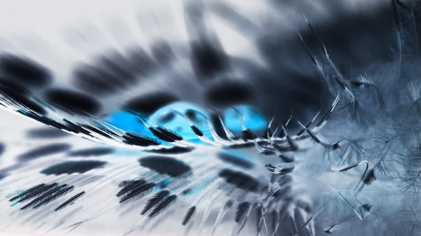 Guinea hen feather with blue water drops and grey background — Stock Photo, Image