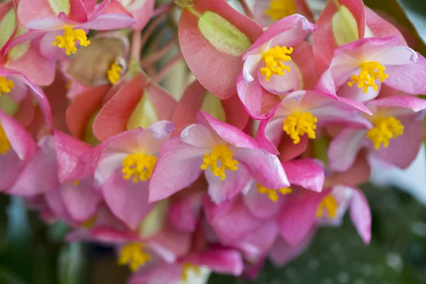 Begonia lucernae - belas flores rosa e amarelo — Fotografia de Stock