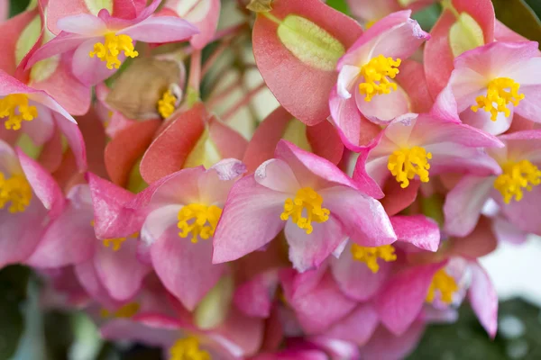 Begonia lucernae - belas flores rosa e amarelo — Fotografia de Stock