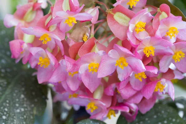 Begonia lucernae - belas flores rosa e amarelo — Fotografia de Stock