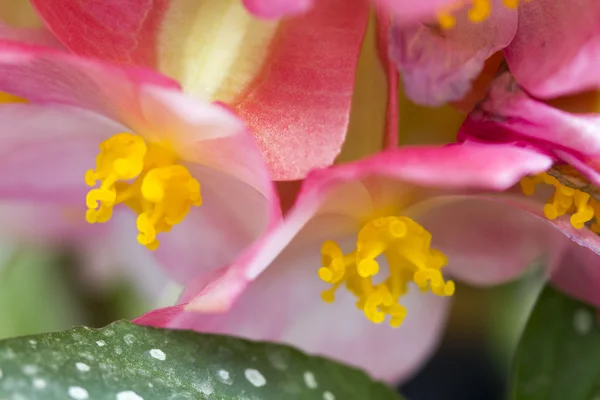 Begonia lucernae - beautiful pink and yellow flowers — Stock Photo, Image