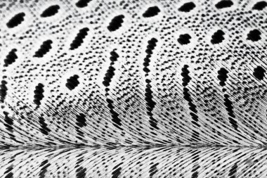 guinea hen tüy ile koyu arka plan