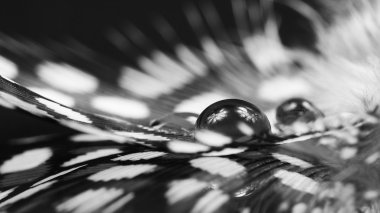 guinea hen tüy ile koyu arka plan