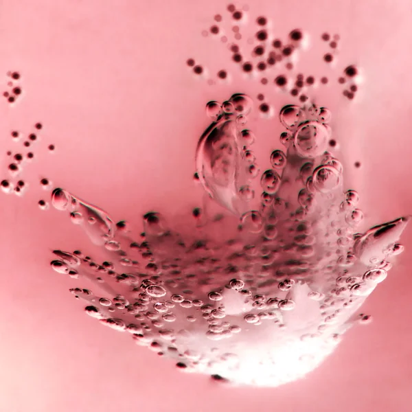 Abstract underwater composition with dried flower, bubbles and light — Stock Photo, Image