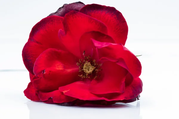 Kolorowy, piękny, delikatny róż szczegóły — Zdjęcie stockowe