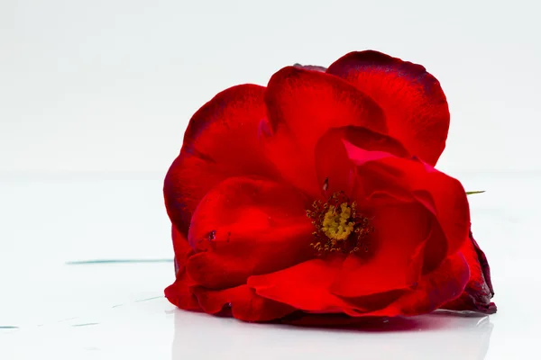 Kleurrijke, mooie, delicate rose details — Stockfoto