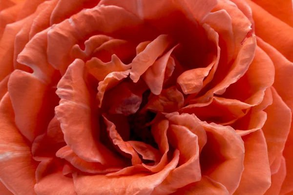色彩鲜艳、 美丽、 细腻的玫瑰详细信息 — 图库照片