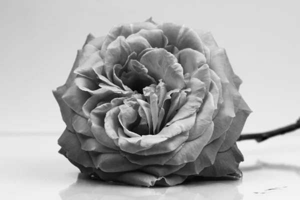 Blanco y negro, hermosos y delicados pétalos de rosa —  Fotos de Stock