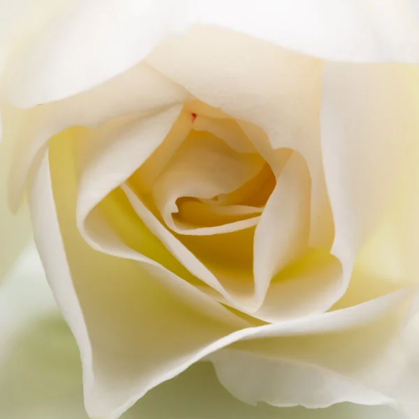 Kleurrijke, mooie, delicate rose details — Stockfoto
