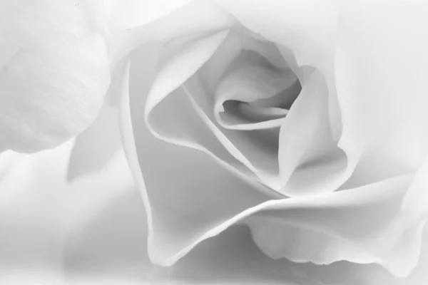黑色和白色的、 美丽的、 微妙的玫瑰花瓣 — 图库照片