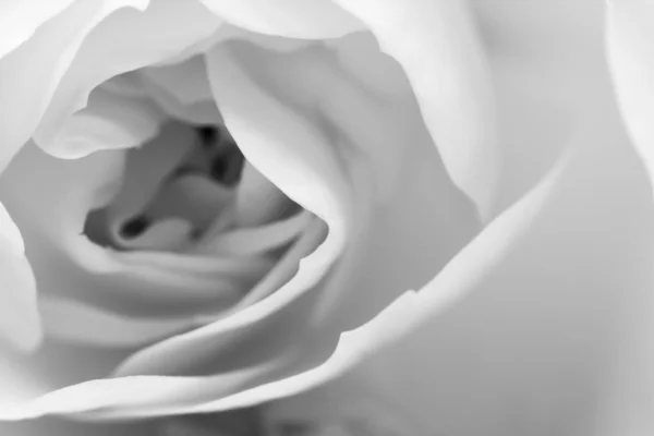 黒と白、美しい、繊細なバラの花びら — ストック写真