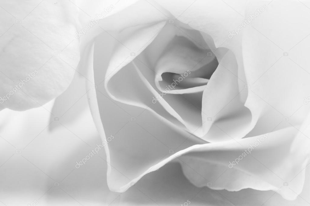 Black and white, beautiful, delicate rose petals