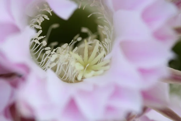 Bellissimi fiori di cactus con dettagli — Foto Stock