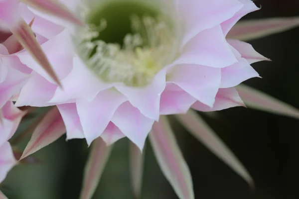 美丽的仙人掌花与详细信息 — 图库照片