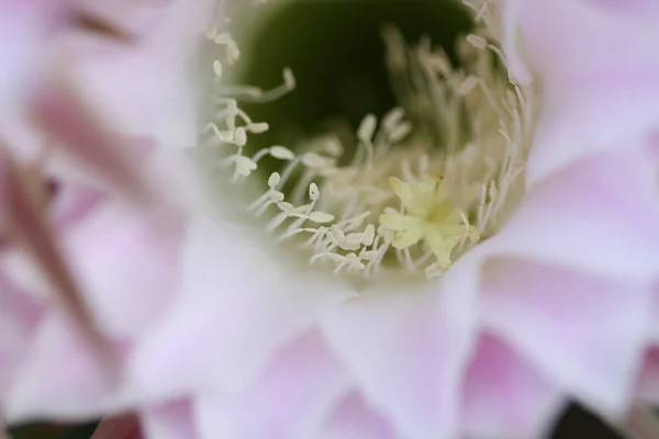 Bellissimi fiori di cactus con dettagli — Foto Stock