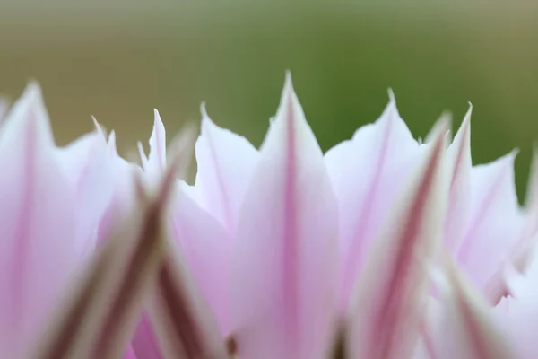 Beautiful cactus flowers with details — Stock Photo, Image