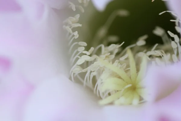 Bellissimi fiori di cactus con dettagli — Foto Stock