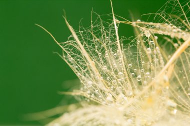 Renkli arka plan üzerinde su damlaları ile karahindiba tohum