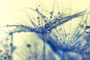 Renkli arka plan üzerinde su damlaları ile karahindiba tohum