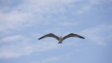 Güzel martı mavi gökyüzünde süzülüyor.