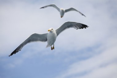 Mavi gökyüzünde yükselen güzel martılar