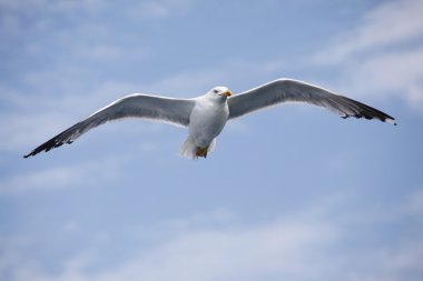 Güzel martı mavi gökyüzünde süzülüyor.