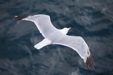 Güzel martı mavi gökyüzünde süzülüyor.