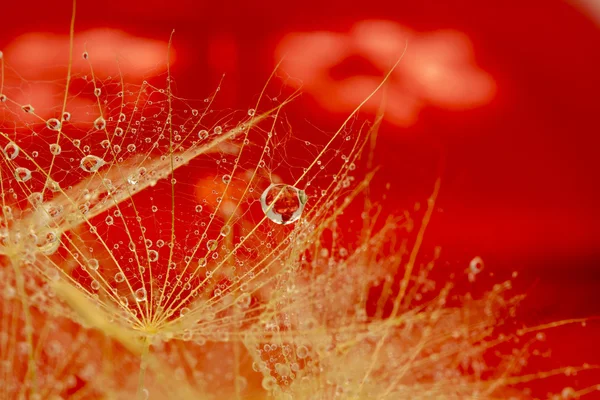 Семена одуванчиков с капельками воды на красочном фоне — стоковое фото