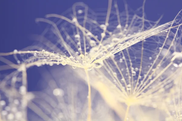 カラフルな背景に水滴とタンポポの種 — ストック写真