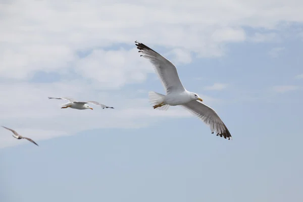 Beautiful seagull soaring in the blue sky — Stock Photo, Image