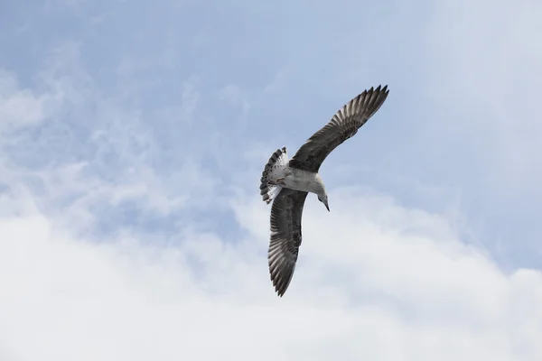 Hermosa gaviota volando en el cielo azul — Foto de Stock