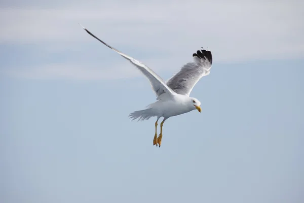 Beautiful seagull soaring in the blue sky — Stock Photo, Image
