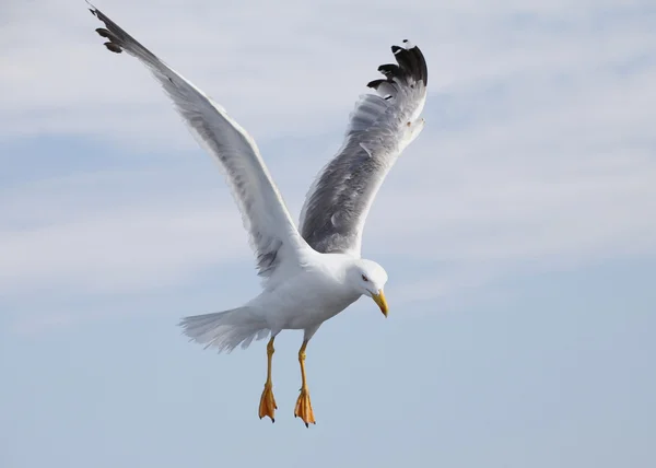 Belle mouette s'envole dans le ciel bleu — Photo