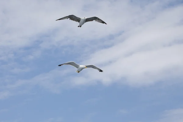 Belles mouettes s'envolent dans le ciel bleu — Photo