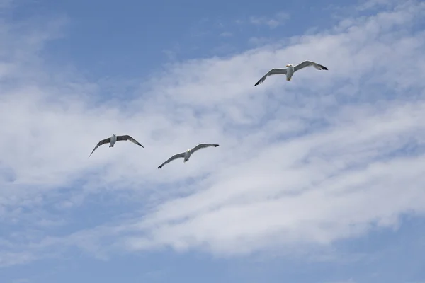 Belles mouettes s'envolent dans le ciel bleu — Photo