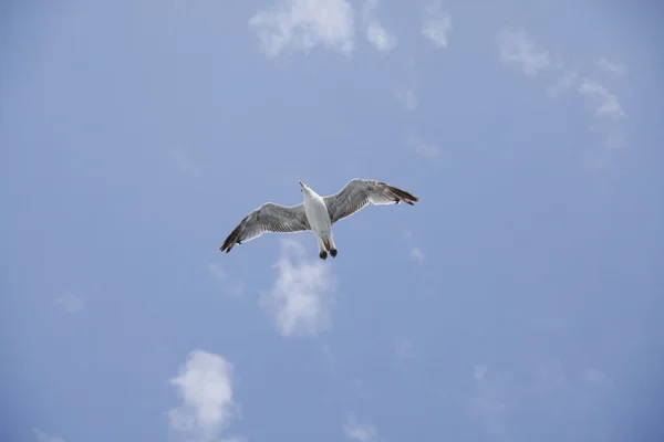 Hermosa gaviota volando en el cielo azul — Foto de Stock