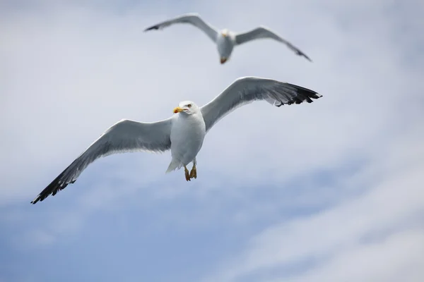 Hermosas gaviotas volando en el cielo azul — Foto de Stock