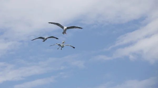 Hermosas gaviotas volando en el cielo azul — Foto de Stock