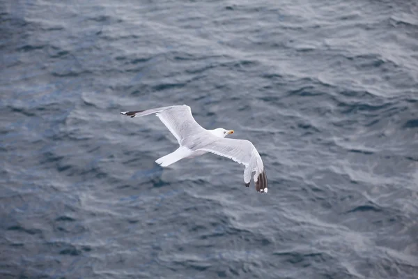 Beautiful seagull soaring in the blue sky — Stock Photo, Image