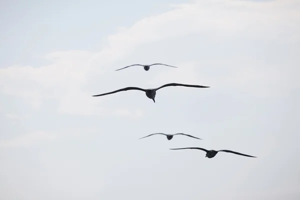 Lindas gaivotas voando no céu azul — Fotografia de Stock