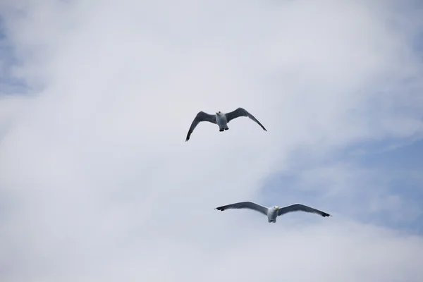 Hermosas gaviotas volando en el cielo azul — Foto de Stock