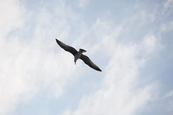 Bela gaivota voando no céu azul — Fotografia de Stock