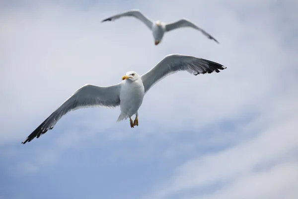 Schöne Möwen schweben in den blauen Himmel Stockbild