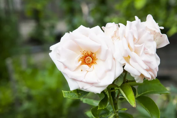 Hermosa rosa en el jardín —  Fotos de Stock