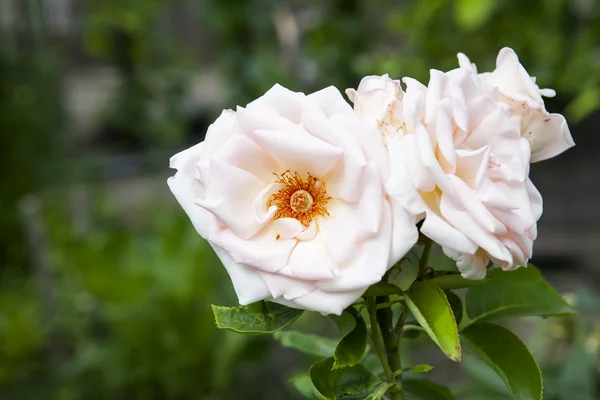 Όμορφο τριαντάφυλλο στον κήπο — Φωτογραφία Αρχείου