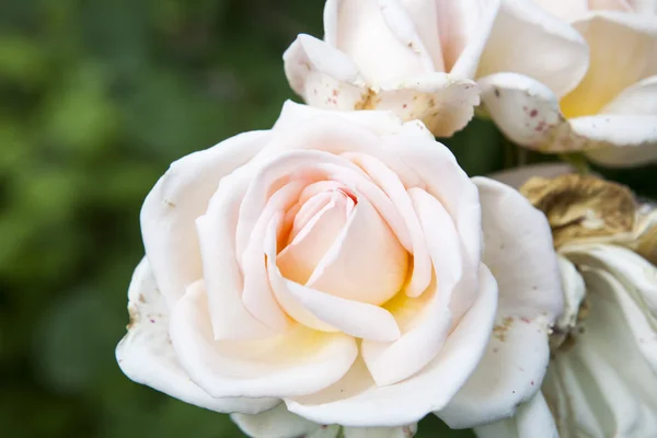 Bella rosa in giardino — Foto Stock