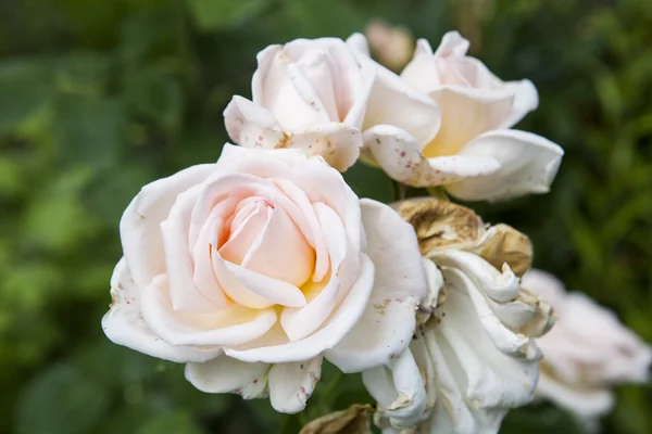 Hermosa rosa en el jardín — Foto de Stock